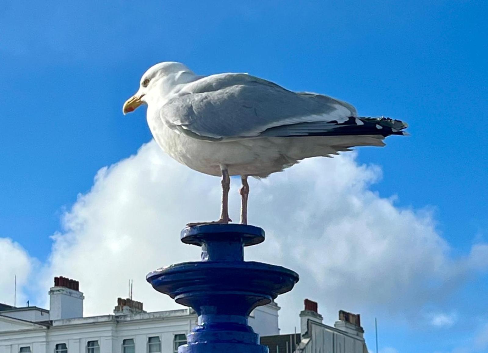 "The Quirky" Seafront Apartment Eastbourne Bagian luar foto